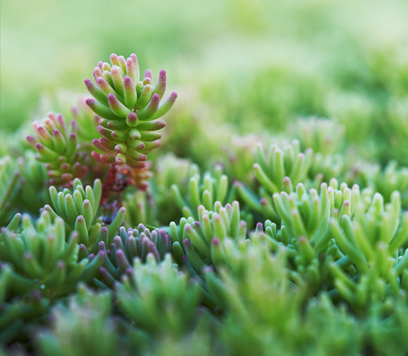 Dachbegrünung Detail